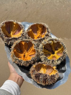 Nhum tươi khi được bắt lên và được trãi nghiệm ăn trực tiếp