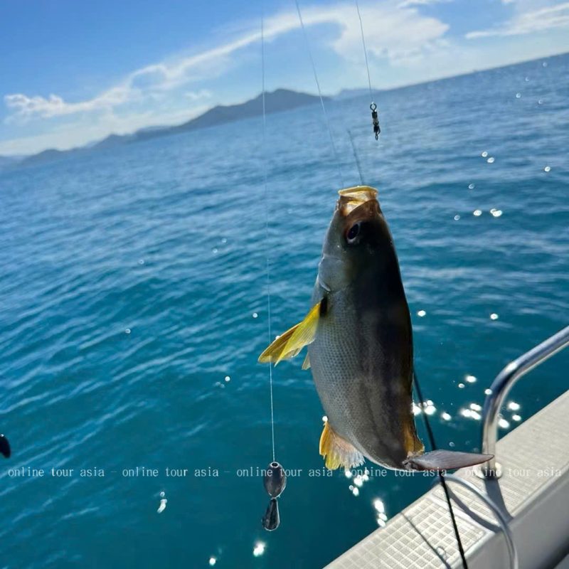 Tour Câu Cá Nha Trang Bằng Tàu Gỗ