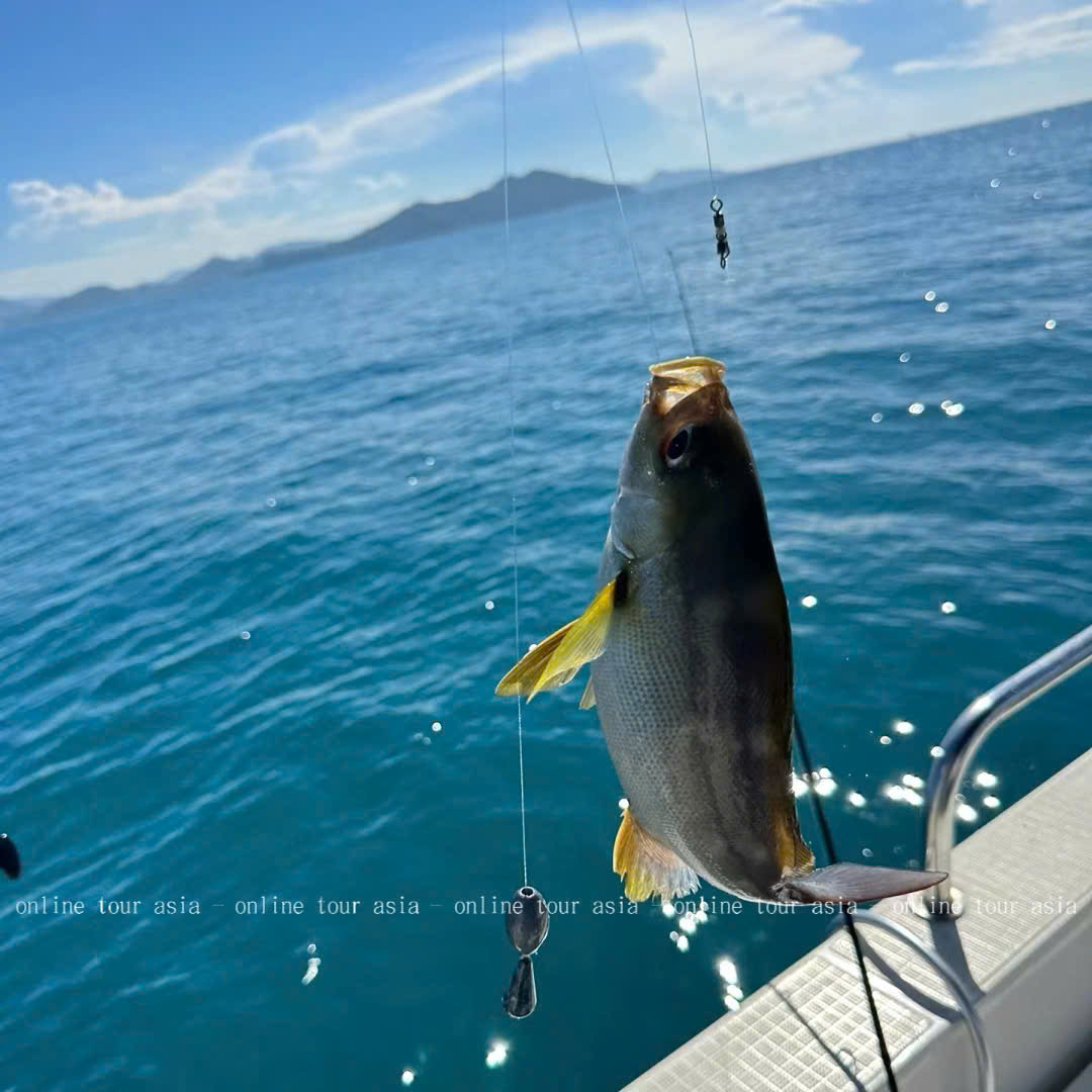 Tour Câu Cá Nha Trang Bằng Tàu Gỗ