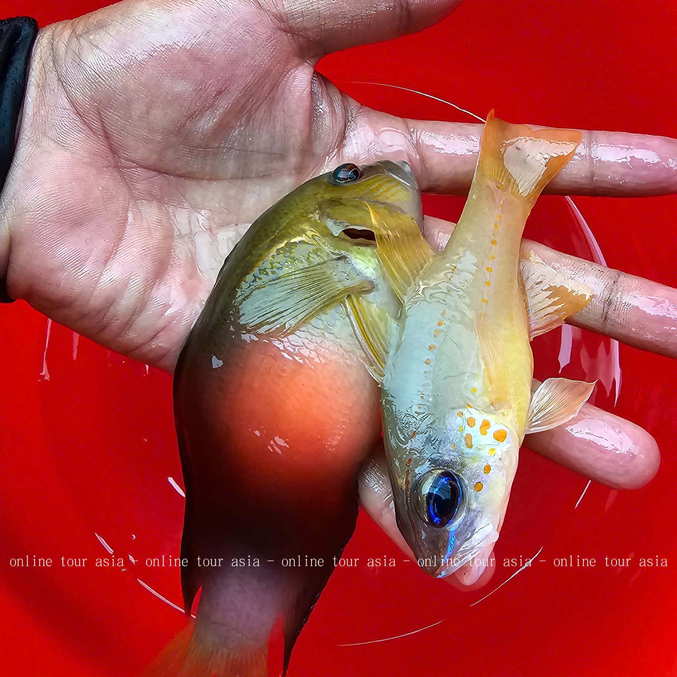 Tour Câu Cá, Bắt Nhum BBQ Tàu Gỗ Nha Trang VIP - Ảnh 21