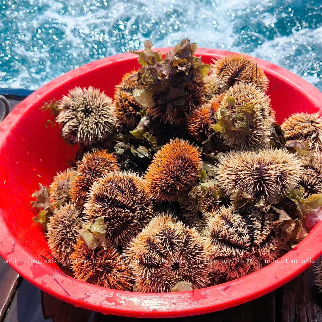 Tour Câu Cá, Bắt Nhum BBQ Tàu Gỗ Nha Trang VIP - Ảnh 18