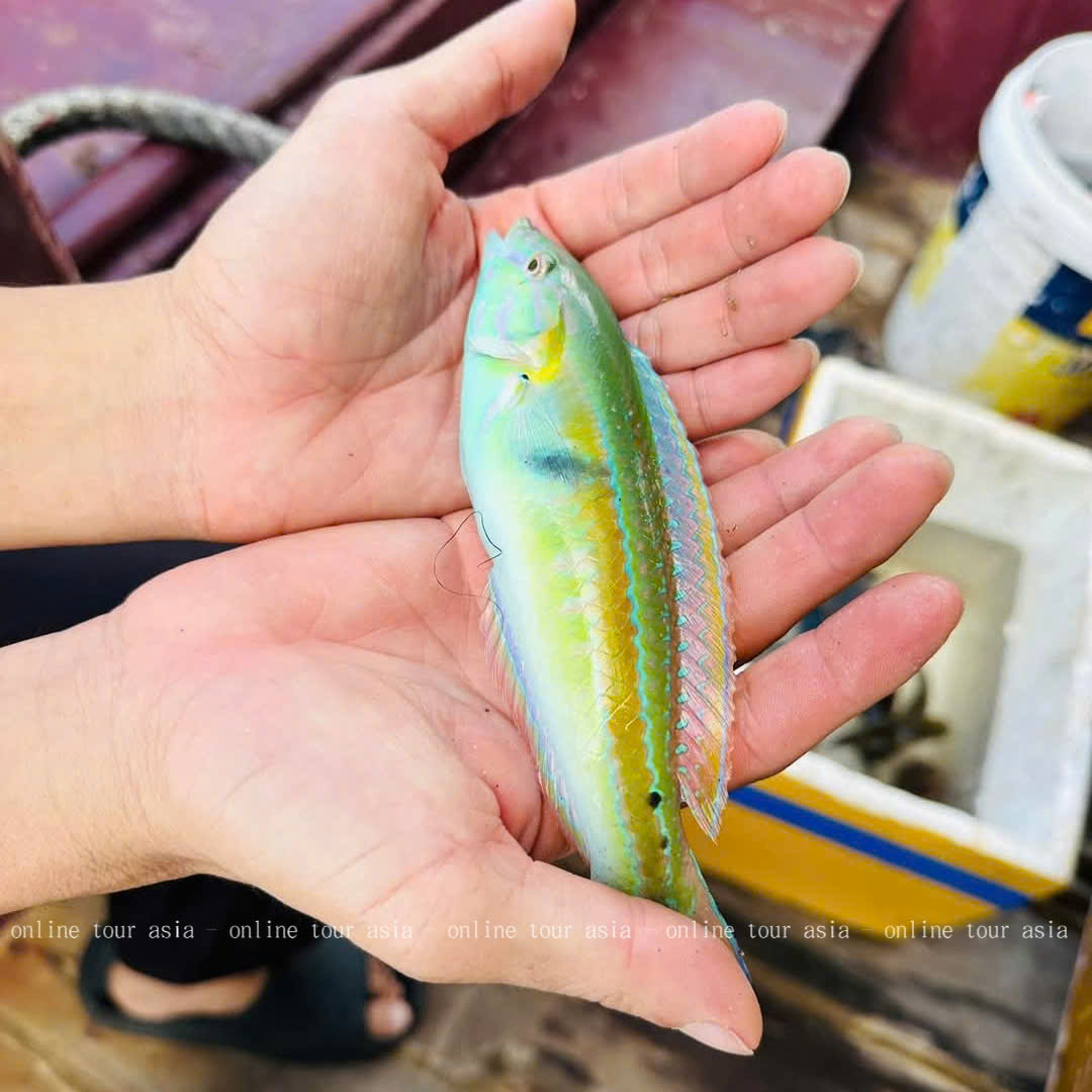 Tour Câu Cá Nha Trang Bằng Tàu Gỗ - Ảnh 6