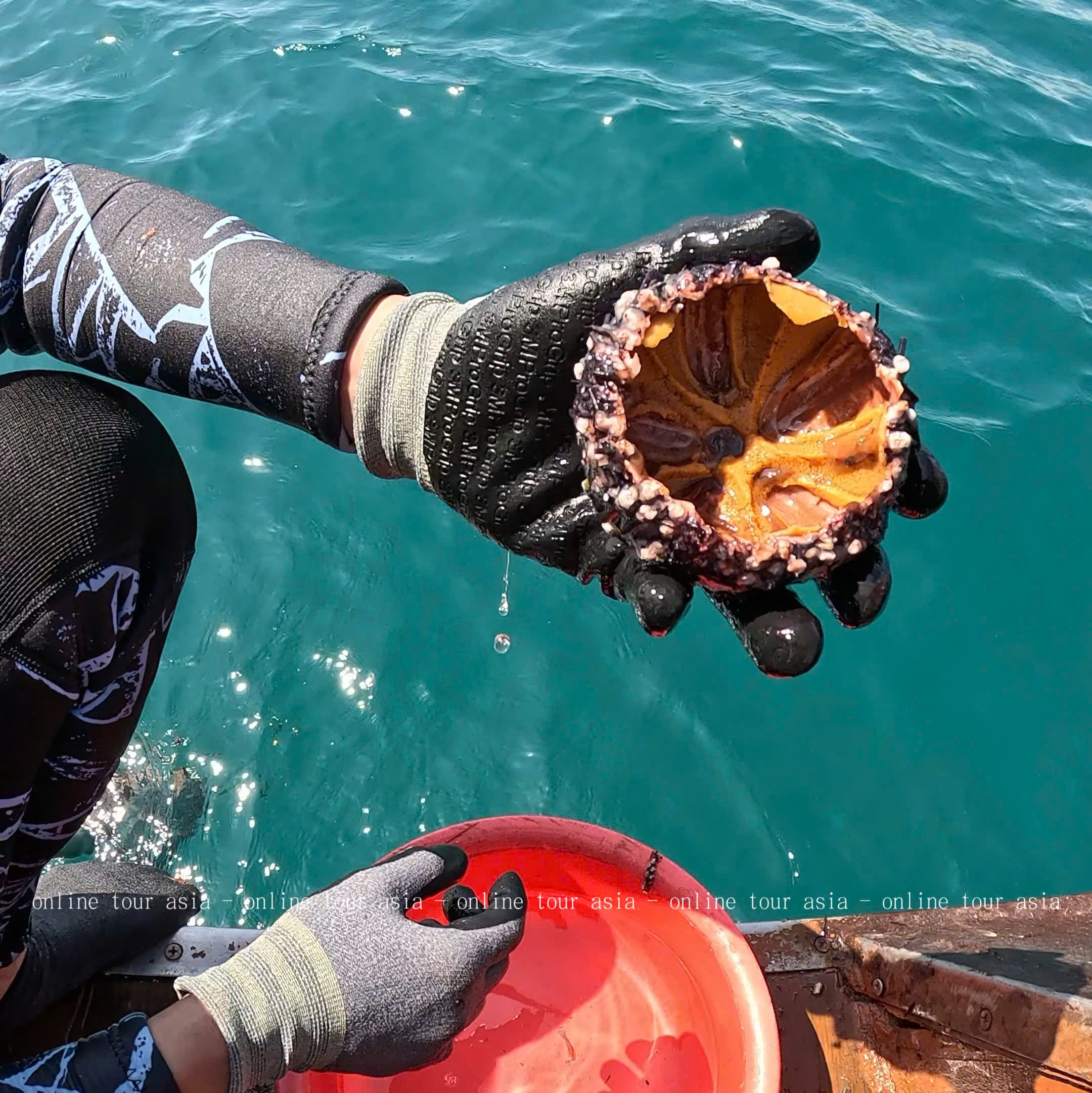 Bạn có thể trải nghiệm bắt sao biển Tour Câu Cá, Bắt Nhum, BBQ Tàu Gỗ Nha Trang VIP