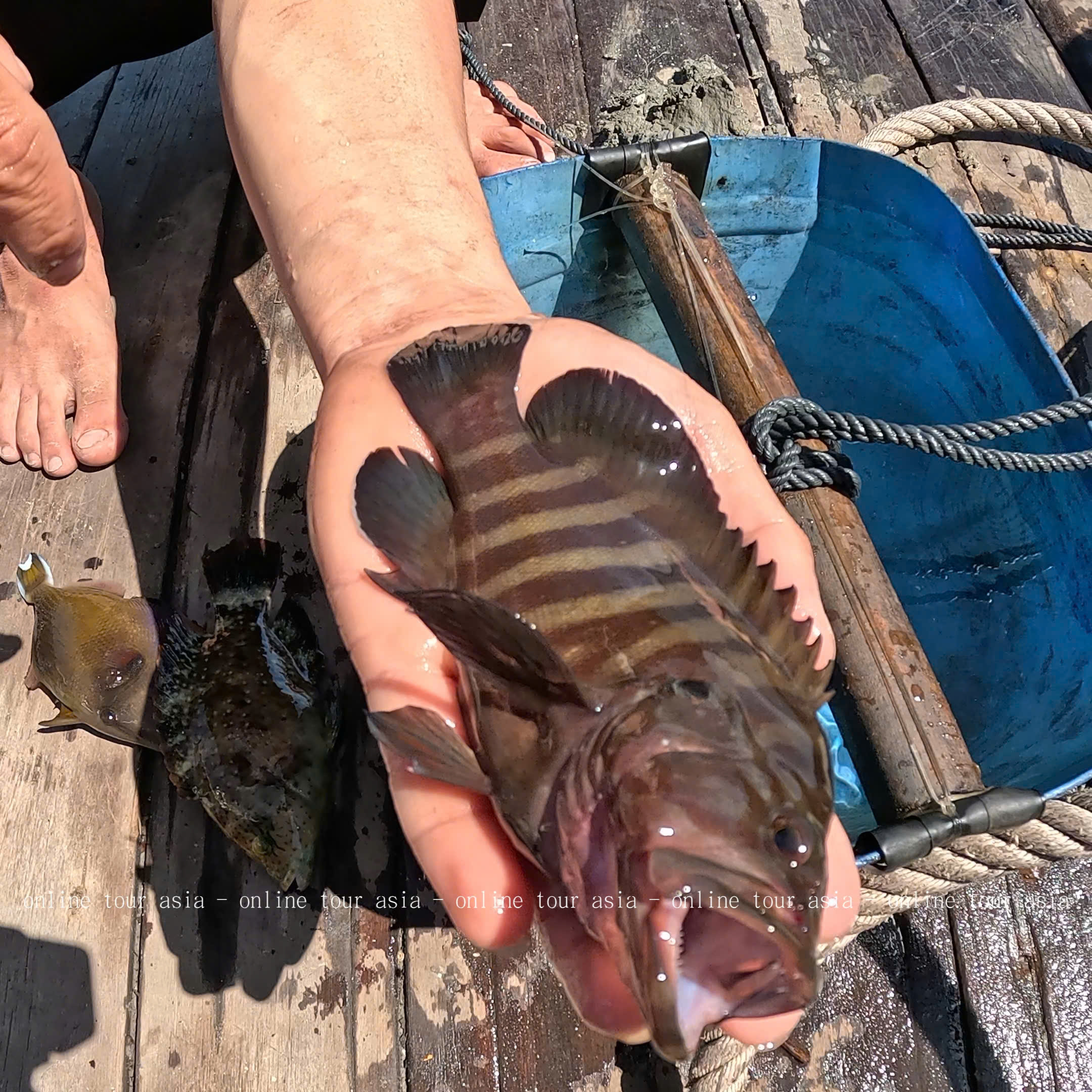 Tour Câu Cá, Bắt Nhum BBQ Tàu Gỗ Nha Trang VIP - Ảnh 8