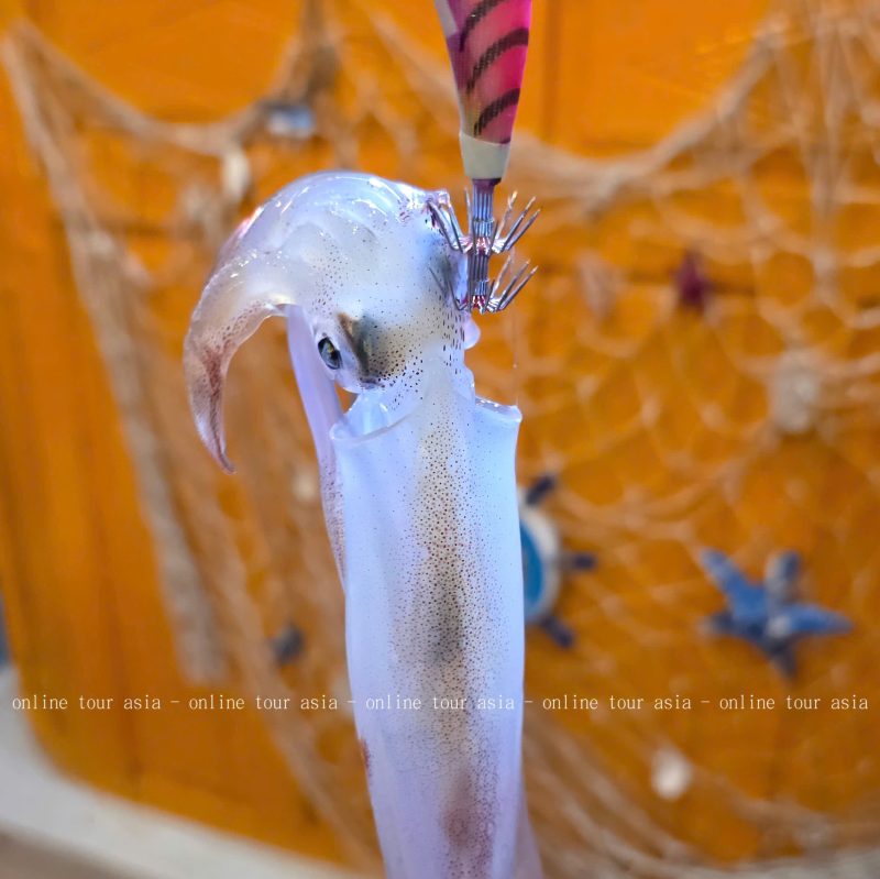 Tour Câu Mực Đêm Nha Trang Trọn Gói