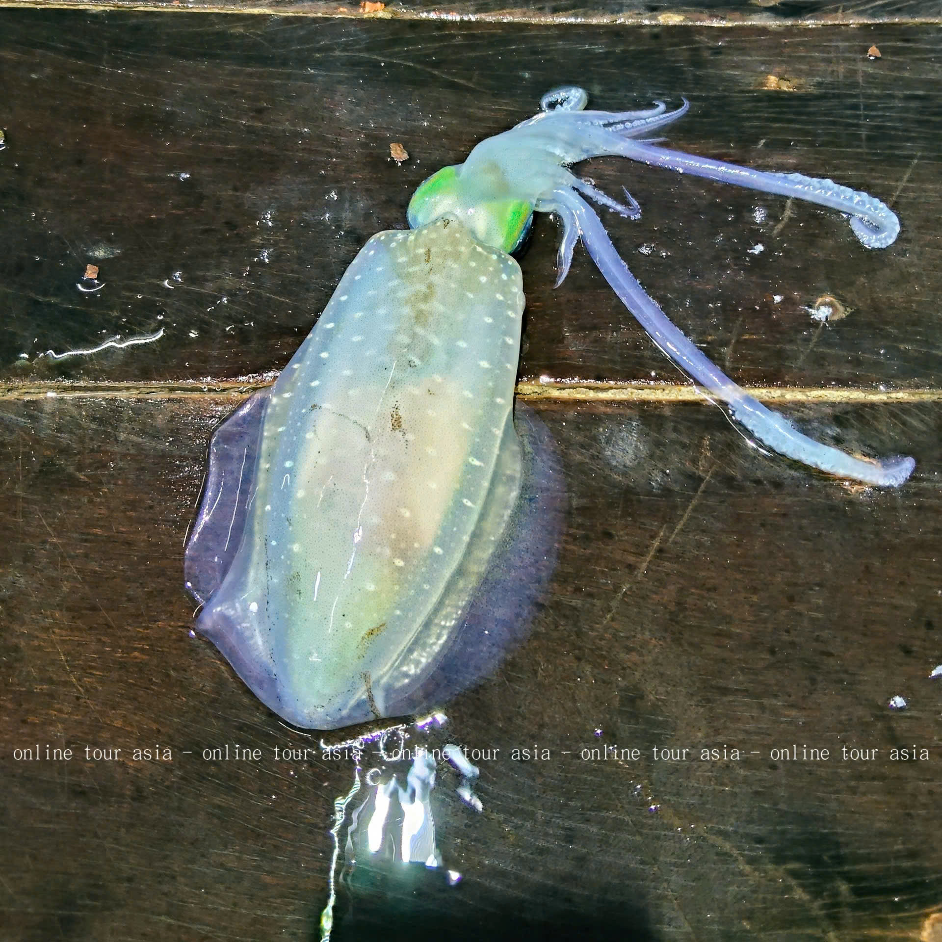 Tour Câu Mực Đêm Nha Trang Trọn Gói - Ảnh 11