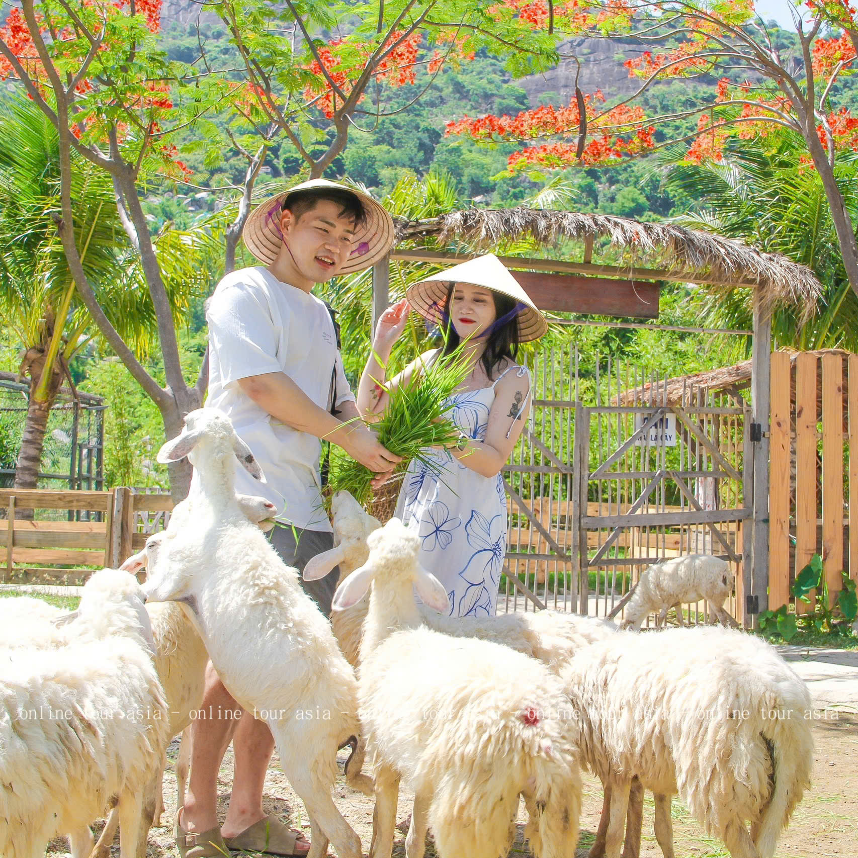 Tour ghép đảo Bình Hưng 1 ngày - Ảnh 3