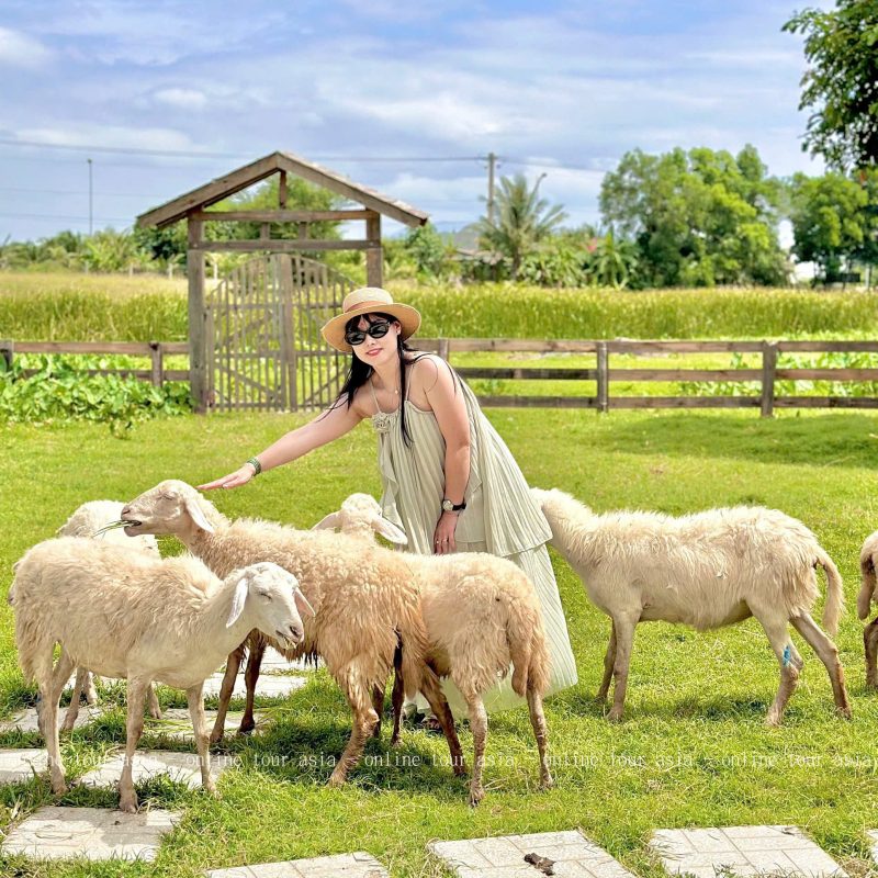 TOUR ĐỒNG CỪU - HÀNG RÁI - VĨNH HY 1 NGÀY