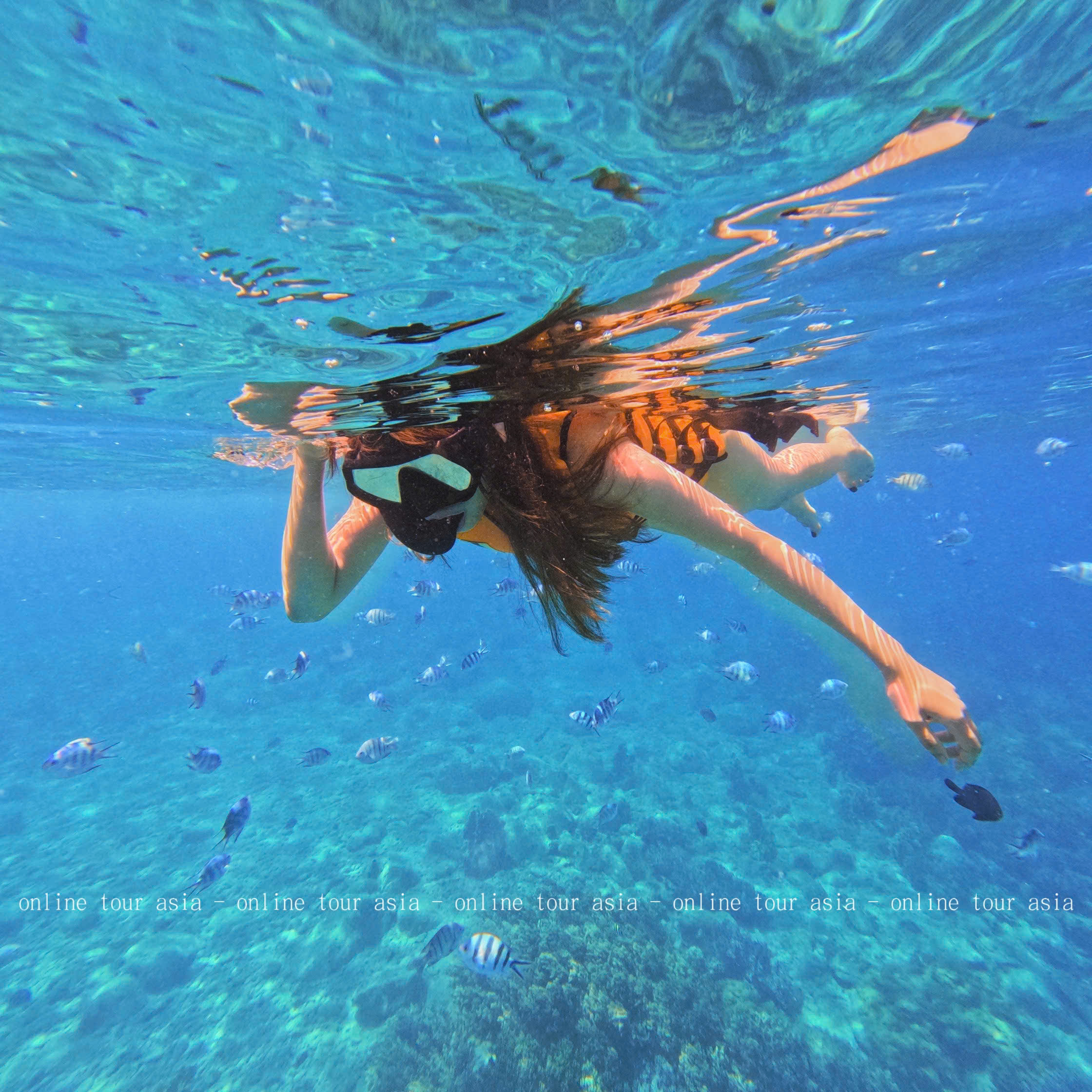 Tour Lặn Biển Nha Trang - Ảnh 8